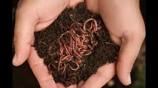 மண்புழு நர்சரிகளை உருவாக்குவது எப்படி? How To Start Earthworm Nursery