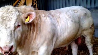 New Charolais bull 2016