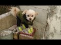 大寒波がやってきた！生まれて初めての雪遊び　〜チワプーと飼い主の理想と現実〜