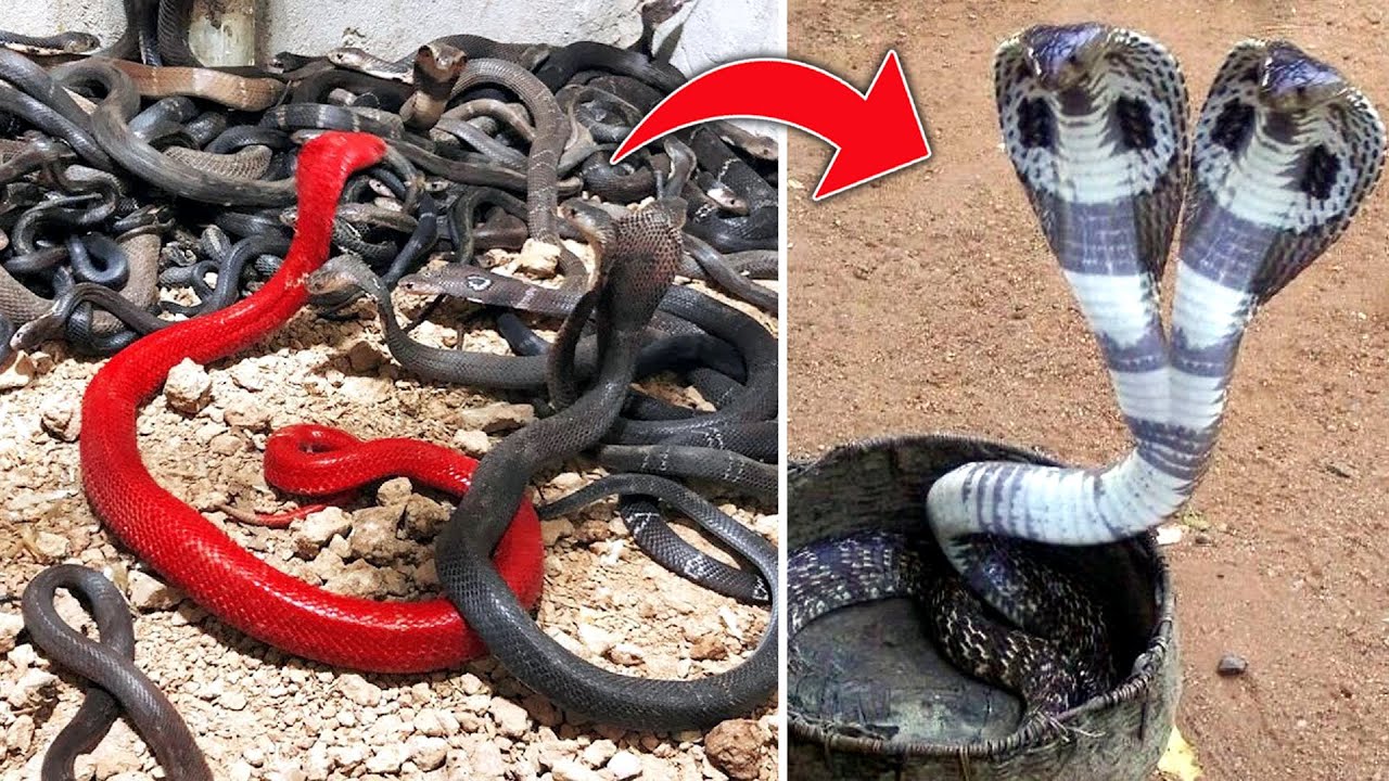 Top 10 Rarest Snakes In The World - YouTube