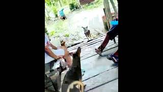 Mxtube.net :: Maria Ozawa vs kake sugiono Mp4 3GP Video & Mp3 ...