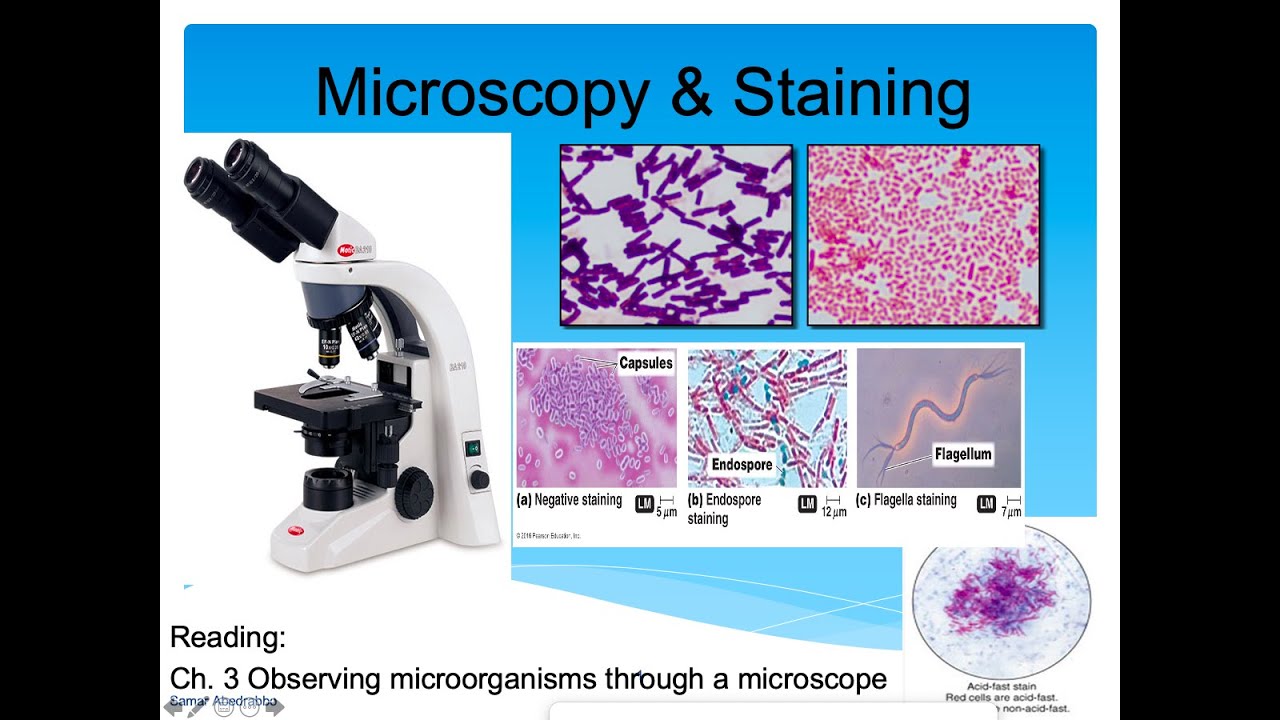 Introduction To Microbiology Lecture, Microscopy & Staining (Part 2 ...