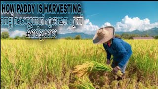 HOW PADDY IS HARVESTING/നെല്ല് കൊയ്യുന്നത് എങ്ങനെ എന്ന് കണ്ടിട്ടുണ്ടോ/#nature #farming #organic