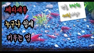 단돈 5만원에 체리새우 수백마리키우기!!!!초보가능,물잡이 ×