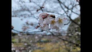 桜道路ドライブと自然のサウンド〜宮崎県・観音池公園（2021年3月）