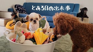 生活スタイル少し変えます～多頭飼い～チワワ・シーズー・ミニチュアピンシャー・トイプードル