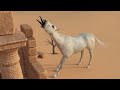 Animation test - Arabian horse and Sahira B