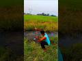 Wow 😲 amazing boy catching a big giant fish in village pond #bass #fish_video