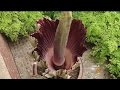 Rare Corpse Flower In Bloom At Phipps Conservatory