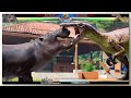 Suchomimus vs  Hippopotamus & Majungasaurus with Healthbars