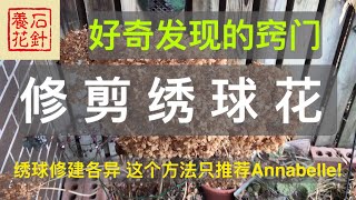 [石针养花]绣球花修剪小技巧 - Hydrangea Annabelle。注意：绣球修剪各异，这个方法只推荐Annabelle !