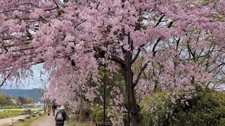 京都鴨川枝垂櫻搖曳生姿