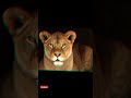 The king most popular animals baby  animals vs big animals #tiktok #shots #animals