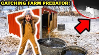 Catching the BACKYARD FARM Predator!!! (CATCH CLEAN COOK)