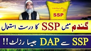 Use of SSP in Wheat crop || How much effective is SSP || Crop Reformer