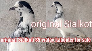 original Sialkoti 35 walay kabooter for sale