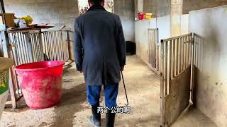 农村山上抓猪。全程记录赶猪过程，惊险刺激！