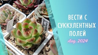 Вести суккулентных полей 🌱 Август 2024