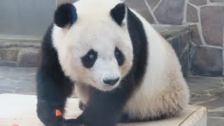 大好きなものは先に♪ ニンジンに向かって一直線！！ タンタン♪ Giant Panda Tantan♪