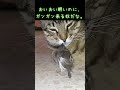 小鳥に邪魔されるネコ