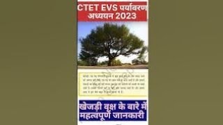 खेजड़ी वृक्ष के बारे में हैरान कर देने वाली रोचक जानकारी #ctet #evs #shorts