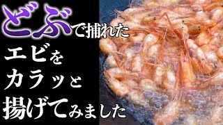 家の横のドブ川で捕れたエビを使って〇〇を作る！