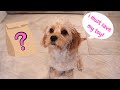 Brave Cavapoo Puppy Conquers Her Fear of a Paper Bag