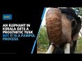 An elephant in Kerala gets a prosthetic tusk and it is a painful process