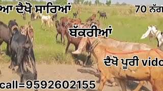 ਆ ਦੇਖੋ ਸਰਿਆਂ ਬੱਕਰੀਆਂ @CharanGoatFarmPunjab #charan #viral #goat #farming #vido  #farming