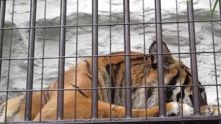 横浜旅行観光スポット・野毛山動物園横浜市西区 トラ