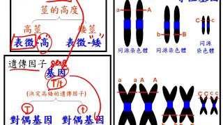 10501基礎生物ch4 1 03名詞比較性狀 表徵、基因 對偶基因、同源染色體 姊妹染色分體二捷