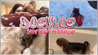 DogVlog: мы снова здесь! Прогулка | купание