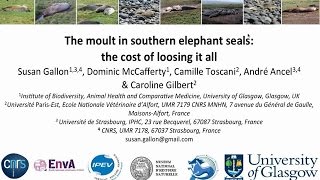 The moult in southern elephant seals the cost of losing it all: Dr Susan Gallon