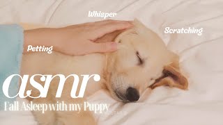 【ASMR】Golden Retriever Puppy Sleeping Sounds Scratching, Petting, Whisper | Yuzu Tails #asmr #puppy