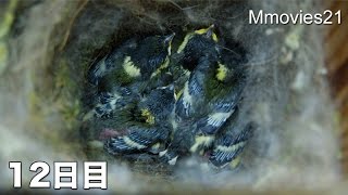 Japanese Tit chicks,Hatching 12th day シジュウカラ孵化12日目