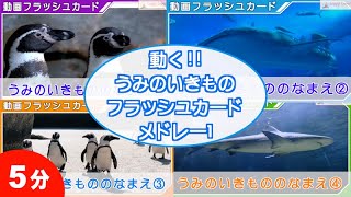 動く 海の生き物 フラッシュカード 4種連続 メドレー1 幼児向け単語60語 0歳〜3歳から始める 知育 ・ 幼児教育　Japanese Flash card medleys for kids