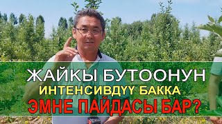 ЖАЙКЫ БУТООНУН ПАЙДАСЫ . ИНТЕНСИВДҮҮ АЛМА БАК.  КМЦ КЫРГЫЗСТАН