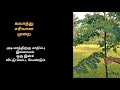 melia dubia pruning மலைவேம்பு கவாத்து செய்வது எப்படி