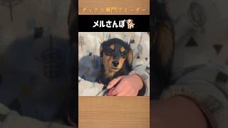 【おさんぽ】子犬と公園に行ってみた!　#ブリーダー直販 #ミニチュアダックス子犬 #ミニチュアダックスパピー #ミニチュアダックスフンド #おさんぽ