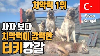 [ 76 ]🇹🇷살벌한 캉갈 마을에 혼자 갔다가. Türkiye,sivas kangal ,korea,튀르키예,터키