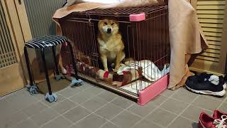 パソコンがこわい柴犬しかまる