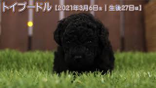 滋賀県｜トイプードル子犬｜2021.3.7生（生後26日目）①｜ブラック｜女の子｜ペットショップHUG