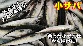 たくさん釣れる小サバを泳がせたりから揚げにしたり