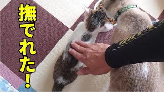 I was able to stroke a cautious kitten