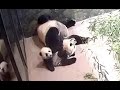 Xiao Qi Ji Adorably Working Out With Mei Xiang 1-20-21