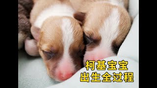 实拍Corgi baby出生全过程，实在太萌了