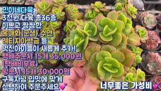 민이네다육/이쁘고 풍성한 새로운 아이들이 가득한 3천원 다육 36종 소개영상! 특히 홍매화가 너무 끝내주네요💕/문자주문/010-6863-0625