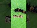 ウツギの葉上でかわいい小さな毛虫が動いていた〜🐛2024年４月22日🍀指宿市開聞岳麓