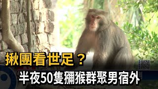 揪團看世足？　半夜50隻獼猴群聚男宿外－民視新聞