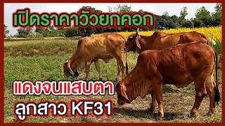 เปิดราคาวัวยกคอก  ลูกสาว KF31 แดงจนแสบตา เปิดยกโคม 220 คะแนน ย้ายคอกด่วน โทร. 062 4619426 เสี่ยพล